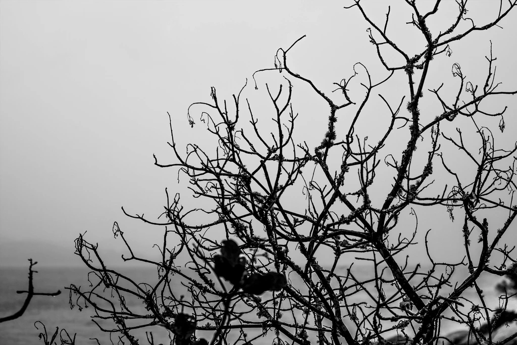 depresión navideña arbol en invierno
