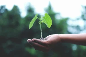 Propósitos de año nuevo. Planta creciendo.